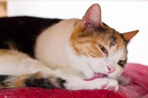猫吃完香肠有点干呕