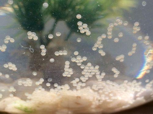 金鱼产的卵要晒太阳吗