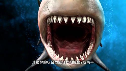 巨齿鲨大战霸王龙谁会赢