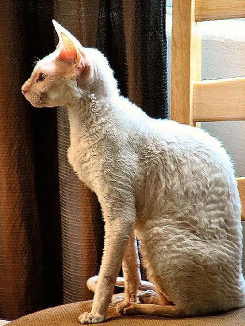 8年的猫算老吗