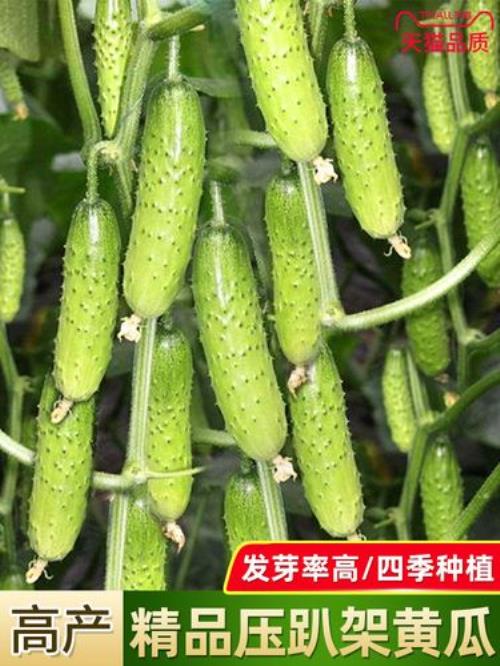 秋黄瓜能种在春种的黄瓜架上吗