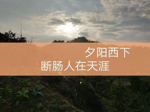 断肠是什么意思