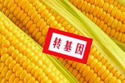 玉米的原生种是什么