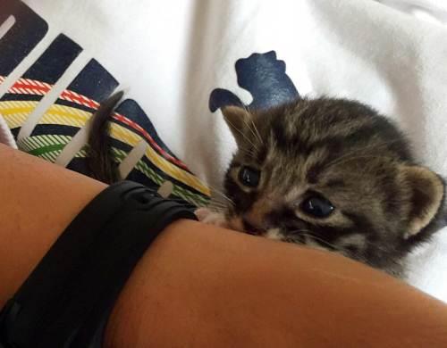 人和猫能繁殖后代吗