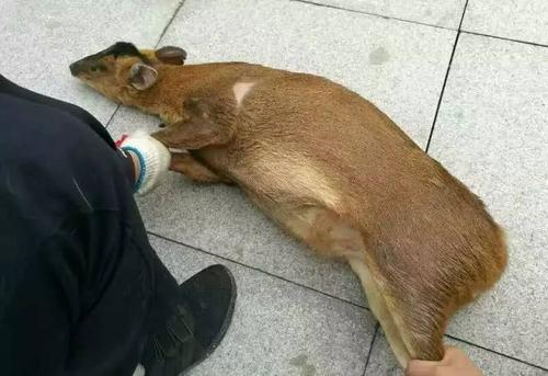 麂子图片是保护动物