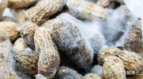 黄曲霉长什么样的