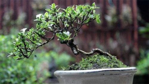 六月雪盆景怎么养殖方法技巧