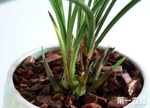 番兰花种植几个月才发芽