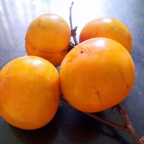 白酒催熟柿子为什么有酒味