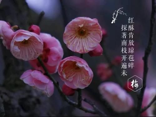 梅花花开文案