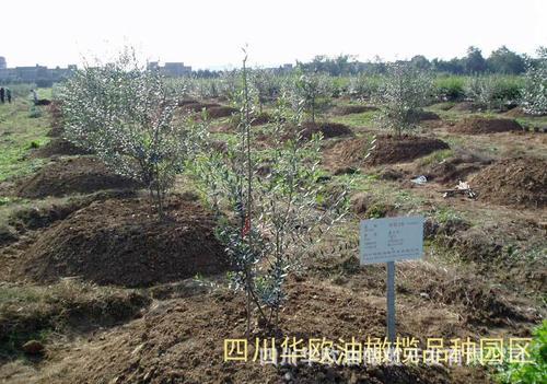 果树出油是什么原因如何处理