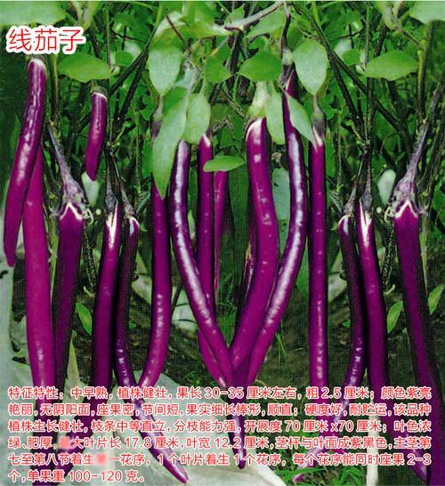 绿茄子和紫茄子哪个贵