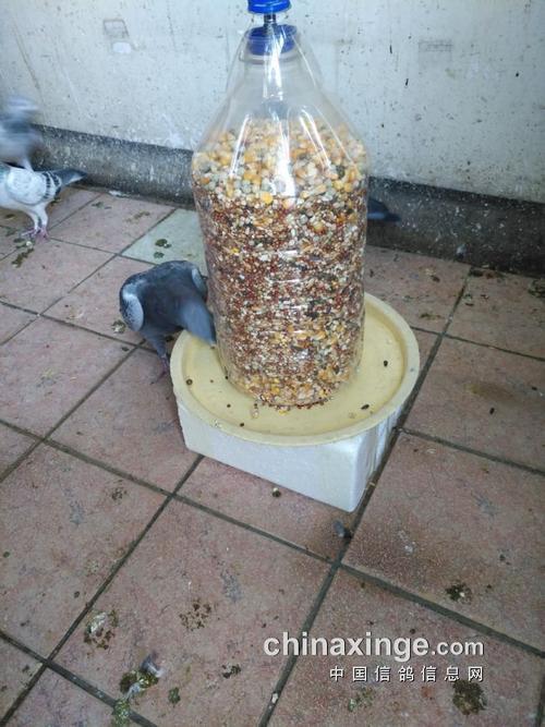自制抓鸽子神器
