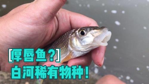 华子鱼刺多不