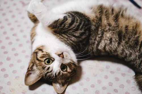 猫一直在你旁边蹭什么意思