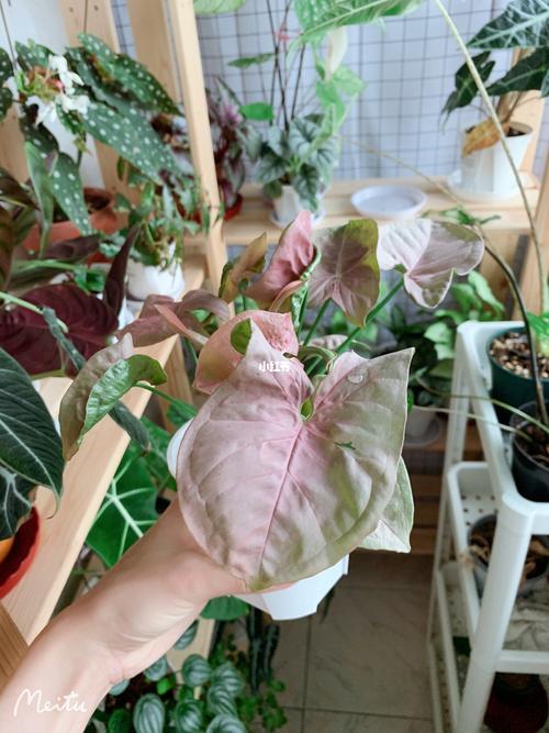 粉红合果芋的叶子怎样才能变粉