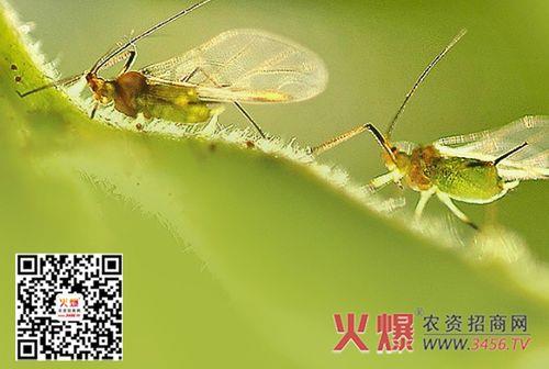 蚜虫怎么灭