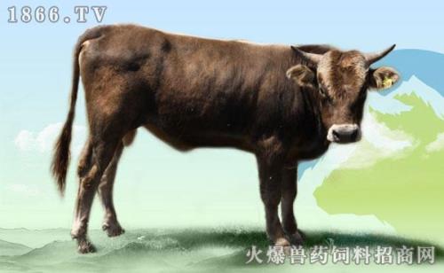 利木赞和褐牛哪个好