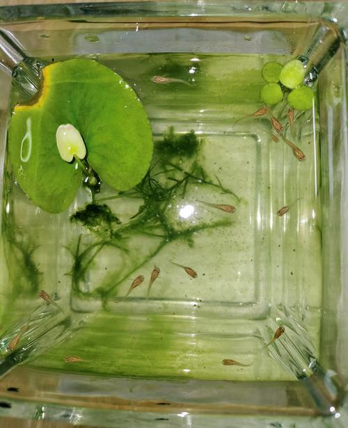 孔雀鱼生长周期多少天