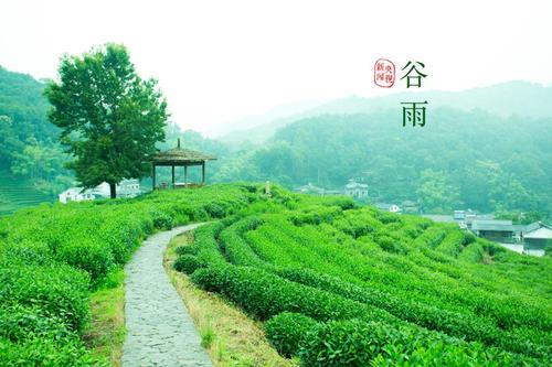 谷雨有几个系列