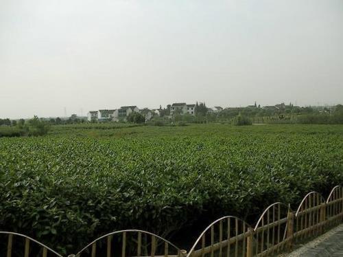 太湖翠竹怎么样