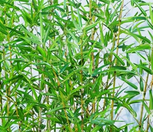 油茶地的竹根杂木根怎么清除