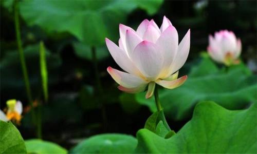 荷花代表什么意义