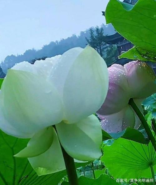 万事随缘莫攀缘下一句怎么接