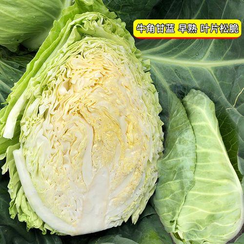 牛心包菜是几月份上市