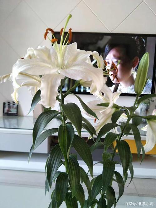 百合花的香味