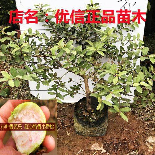 小叶香迎春落叶吗