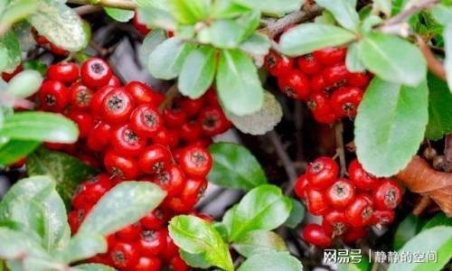 米兰结下的红色果子可以种吗