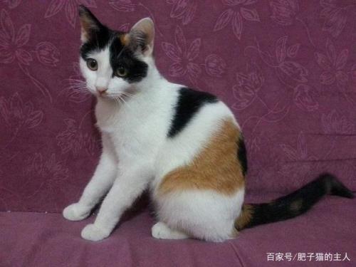 小花猫为什么可爱