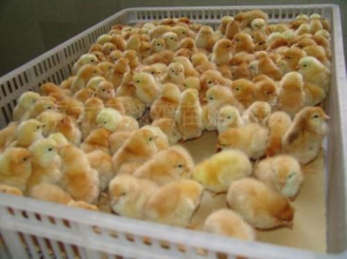 湘佳土著黄鸡的最佳吃法