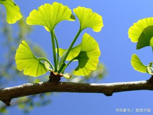 银杏雌雄异株的原因