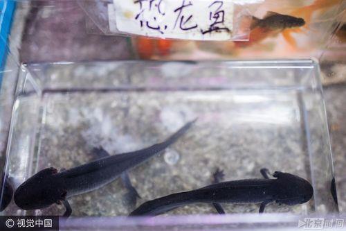 请问恐龙鱼怎么养