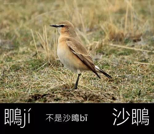 焦加鸟和鹩念什么