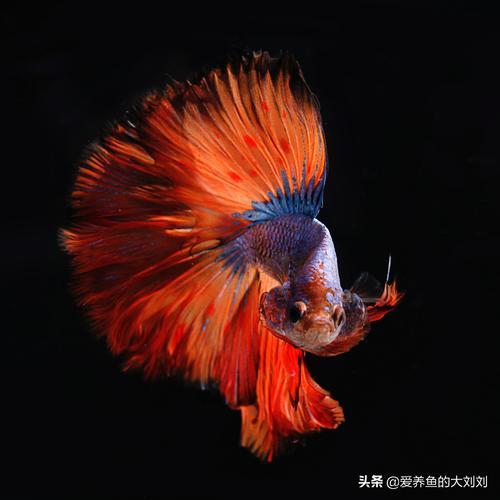 斗鱼要怎样养