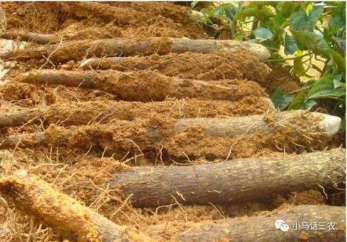 山药不挖出来会腐烂吗