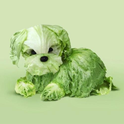 天菜啥意思