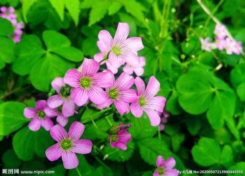 形容小花颜色的词