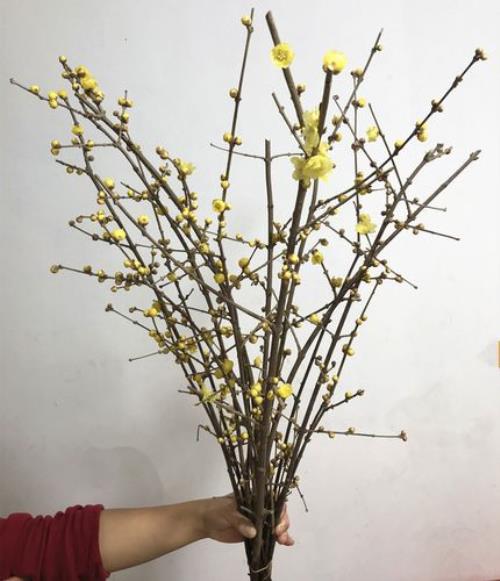 插瓶腊梅需每天剪根吗