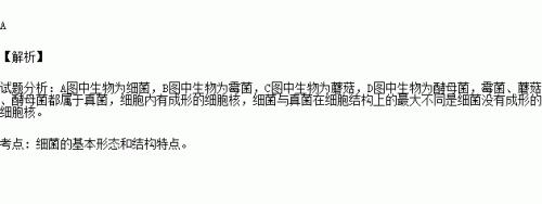 单细胞生物有没有细胞壁