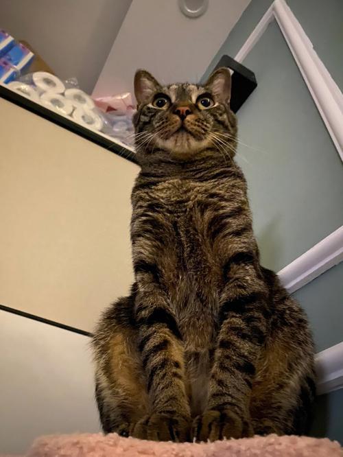狸花猫有什么特征