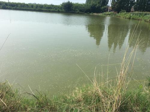 水中油膜是什么