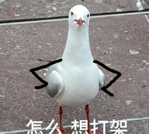 鸽子不会咕咕叫