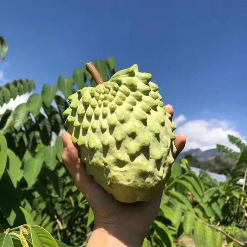 凤梨释迦果多大一个