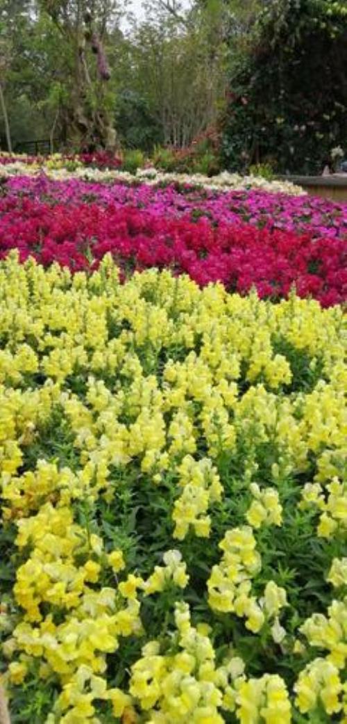 百花争艳的意思是什么