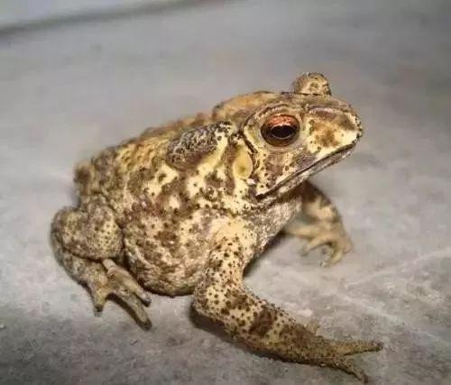 呱呱叫是什么意思