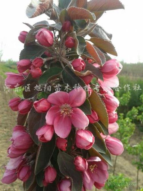 冬红果海棠怎么区分原生和嫁接